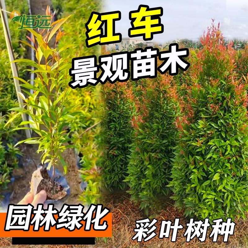 红车树苗盆栽红枝蒲桃苗鸿运当头彩叶植物绿篱笆庭院别墅绿化苗木