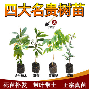 正宗奇楠沉香树苗金丝楠木树苗小叶紫檀海南黄花梨苗名贵苗木降香