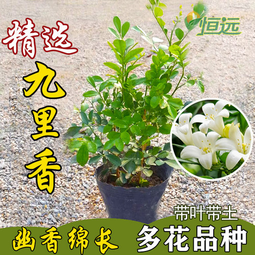 九里香花苗盆栽庭院植物四季开花