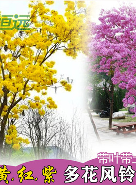 黄花风铃木树苗庭院观花风景树苗多花风铃树木小苗红花紫花品种