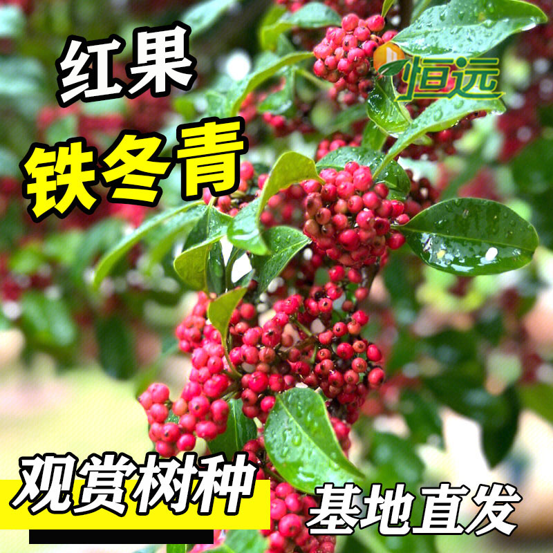 万紫千红铁冬青挂红果的树苗