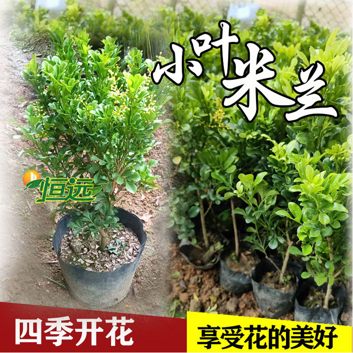 米兰花盆栽米兰花苗四季开花米仔兰小叶米兰盆景室内阳台庭院绿植