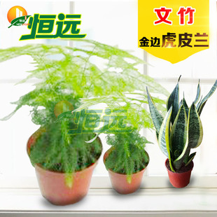 文竹盆栽 云竹盆景 文竹盆栽苗 金边虎皮兰 四季常青绿植净化空气