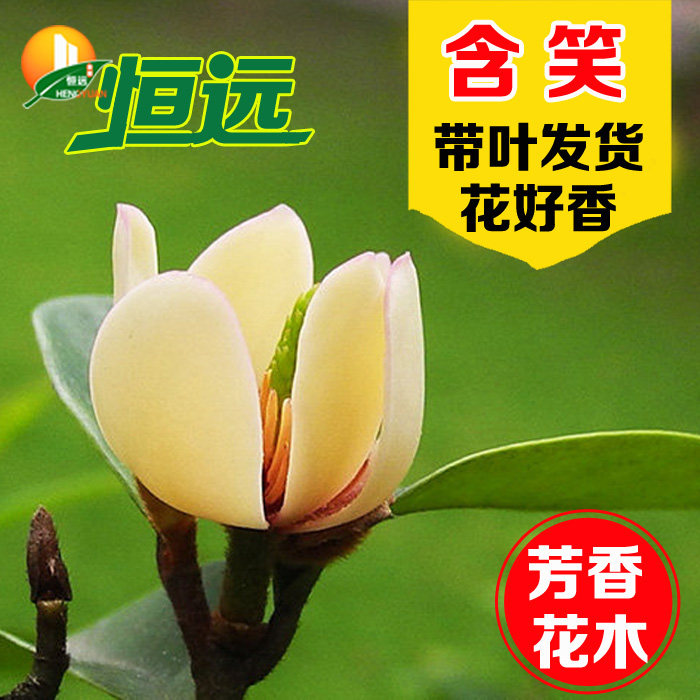含笑花 含笑花盆栽 含笑花苗 含笑梅白兰花 香蕉花芳香花卉绿植