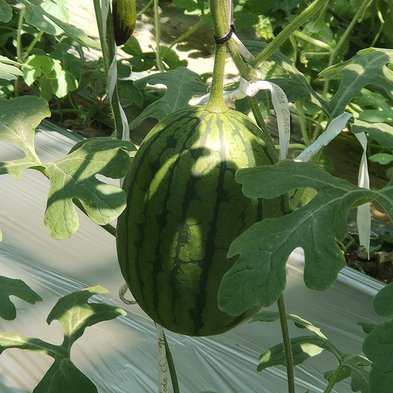 2k西瓜种籽孑种子全美2k4k早熟薄皮超甜高产南方四季孑小型种植