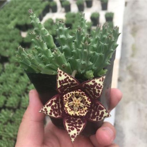 阳台多肉植物非常简单