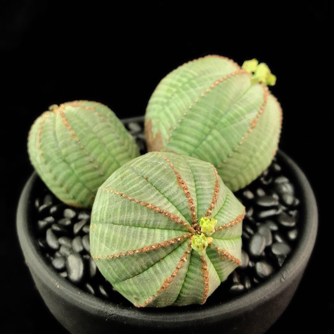 囧先生 布纹球群生多头多肉植物一物一拍大戟科无刺开花仙人球