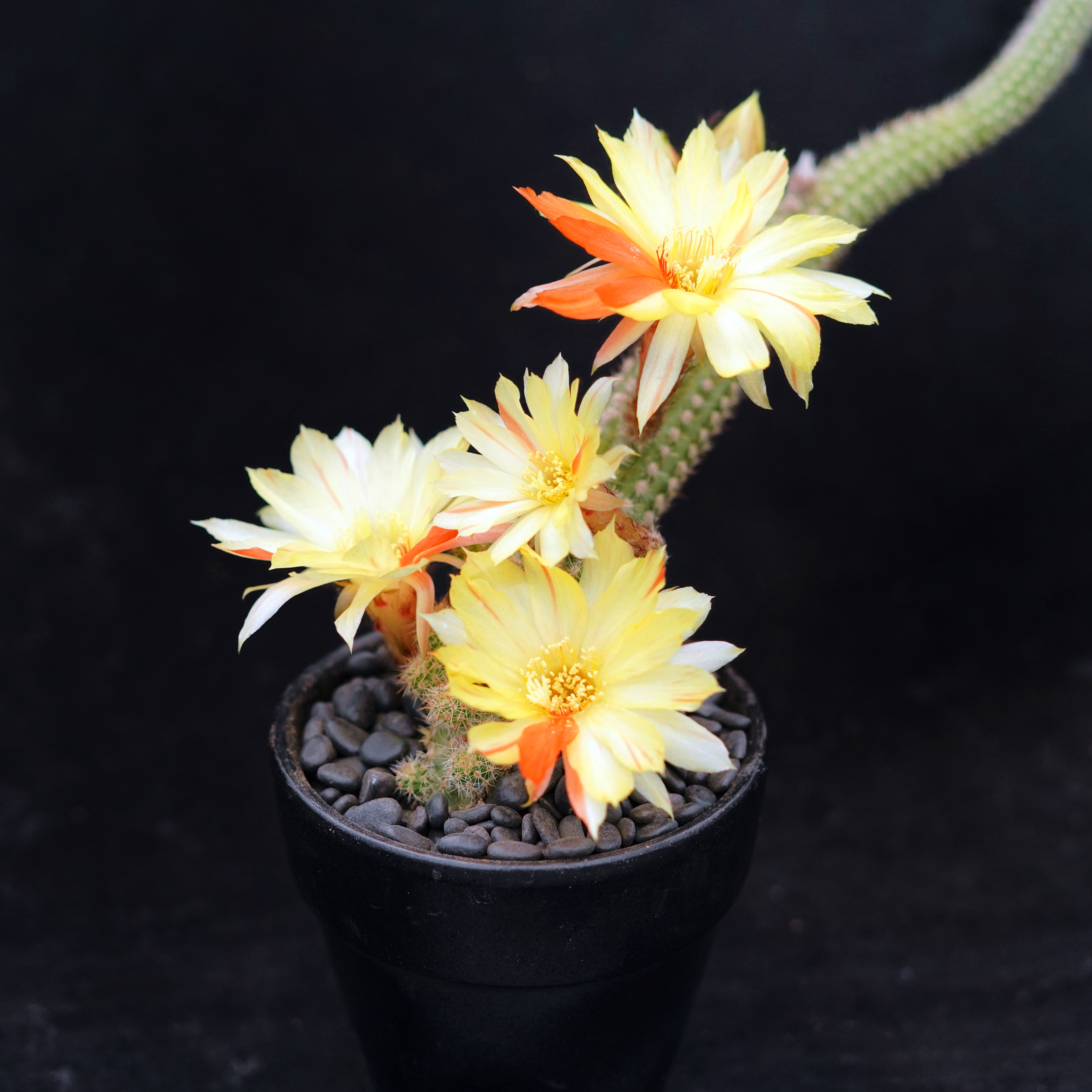 双面伊人白檀双色杂交多肉开花漂亮群开花量大一物一拍大花美花