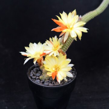 白檀多肉植物多少钱 白檀多肉植物优惠券 爱美