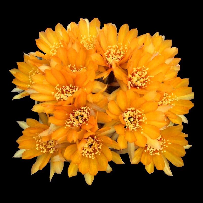 辉煌 丽花球属仙人球 一物一拍美丽黄花大花沙生多肉植物组合盆栽