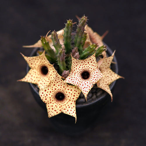 囧先生简单萝藦科新品种多肉植物