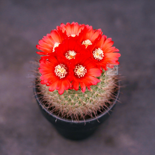 办公室阳台非常简单开花仙人球