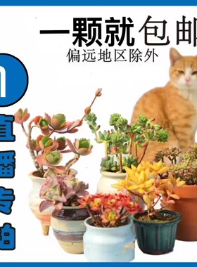 1号链接（裸根脱土发货）直播专用囧先生仙人球非偏远地区包邮