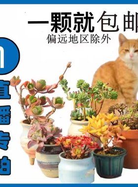 仙人球直播直播仙人球