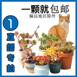 1号链接（裸根脱土发货）直播专用囧先生仙人球非偏远地区包邮