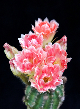 丹葵DM damask 丽花球属精品仙人球 丽花易爆花美花大花一物一拍