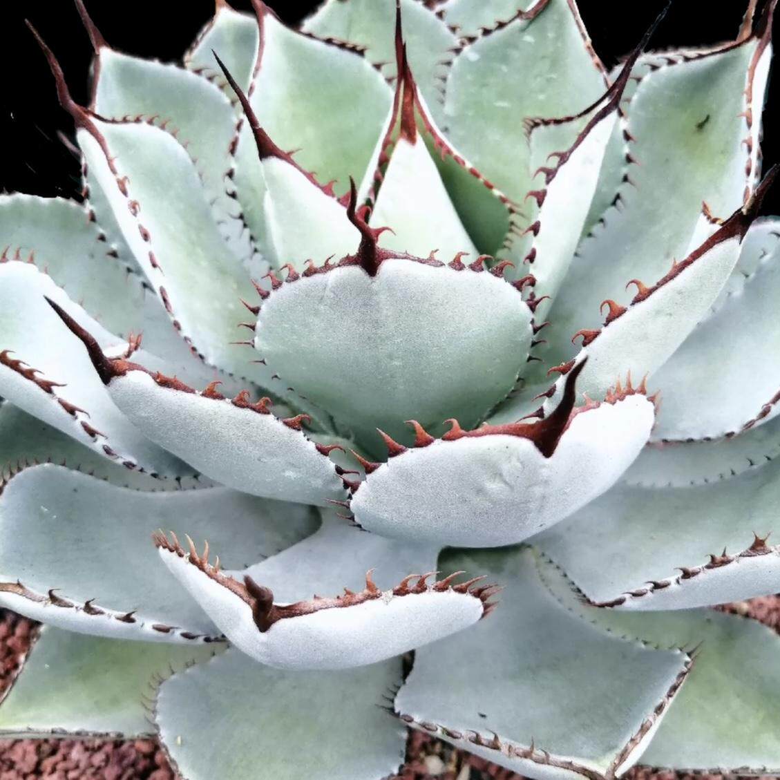 宝宝牙齿稀有龙舌兰多肉植物一物一拍绿植盆栽花卉防辐射进口品种