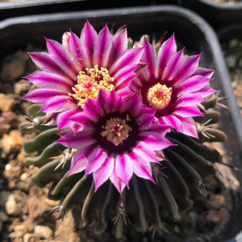 多棱玉多棱玉锦多肉植物千波万波一物一拍仙人球仙人掌室内开紫花