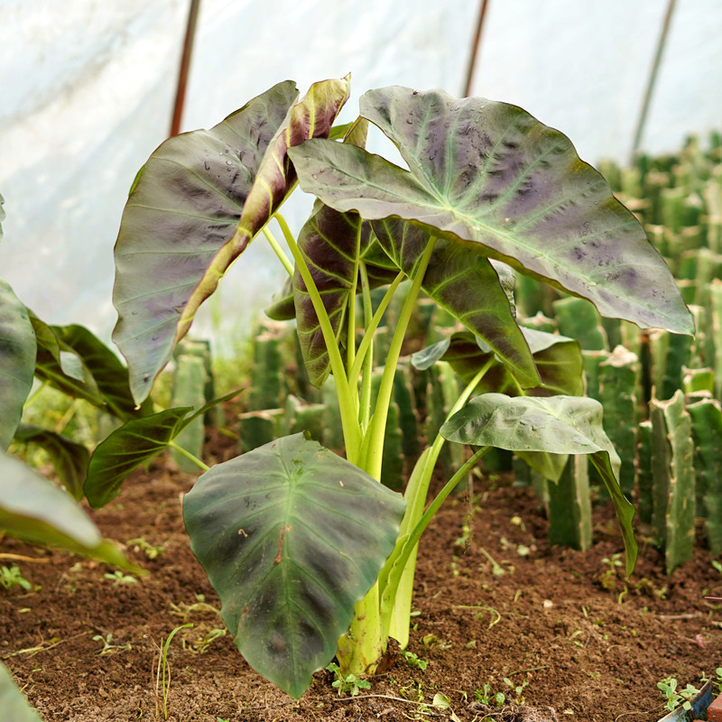 colocasia aloha阿罗哈海芋绿植盆栽花卉阳台窗台黑叶芋黑珊瑚