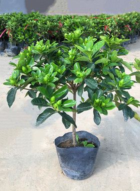 aynoir栀子花独杆大叶栀子花大树苗盆栽牡丹庭院阳台客厅四季开花