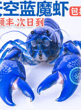 观赏鳌虾淡水族活体宠物蓝色小龙虾火山原生人工天空蓝魔顺丰包损