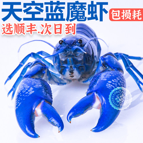 天空蓝魔观赏虾精品包损