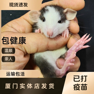 花枝鼠活体宠物亲人幼鼠暹罗卷毛哈士奇正脸仓鼠家养