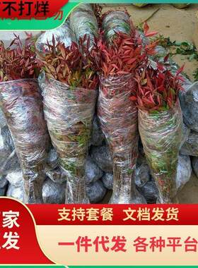 火焰南天竹子树苗盆栽庭院植物