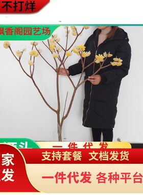 结香树苗丛生结香苗庭院园林绿化