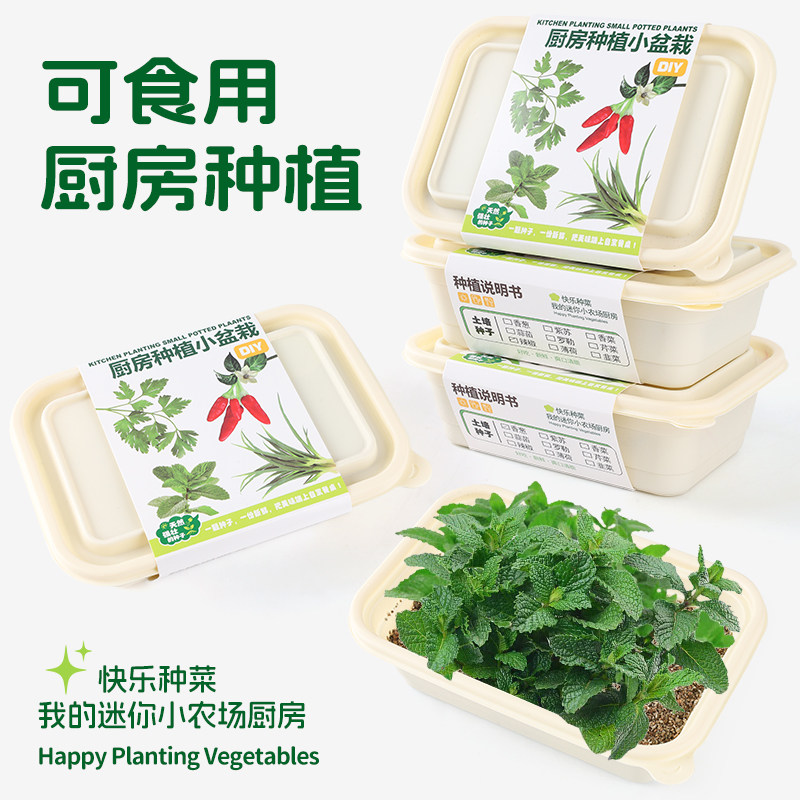 幼儿园儿童种植观察土培小盆栽香菜罗勒种子薄荷香料阳台菜盆礼物,鲜花速递/花卉仿真/绿植园艺,苔藓微景观,淘宝优惠券,粉丝福利购,淘宝优惠卷