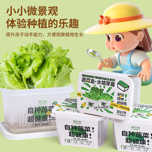 儿童绿植小盆栽植物发芽生长种植蔬菜水培观察种子小学生蔬菜盒子