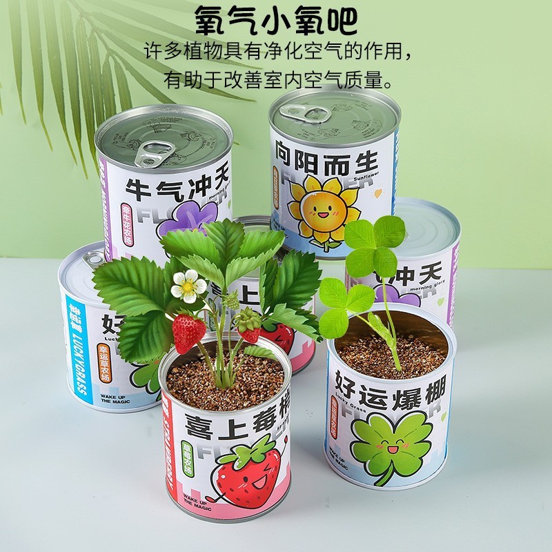 儿童种植易拉罐植物盲盒桌面盆栽薄荷花卉室内绿植好养活种子图片