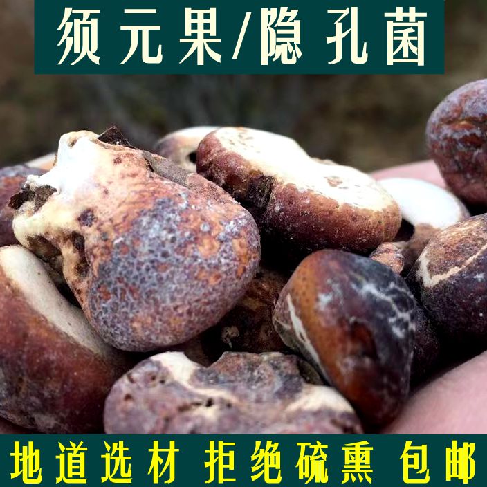 隐孔菌中药材 别名觅阳果须元果 藏元果 树荷包 无根果 50克包邮