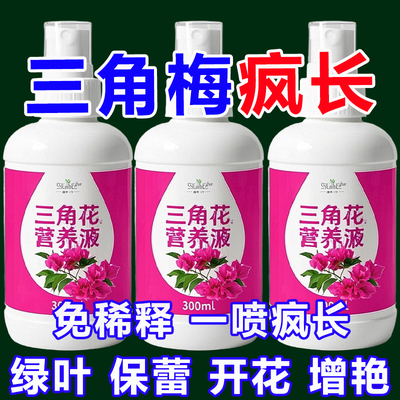 三角梅开疯了一喷爆花整年叶绿