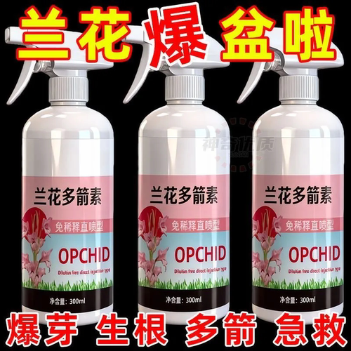 【兰花多箭素】干尖黄叶爆芽促花
