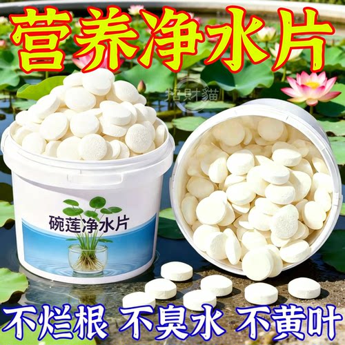 碗莲不臭水强效生根净水高营养