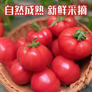 原味初享小西红柿味甜多汁老品种可生吃水果草莓番茄孕妇儿童老人
