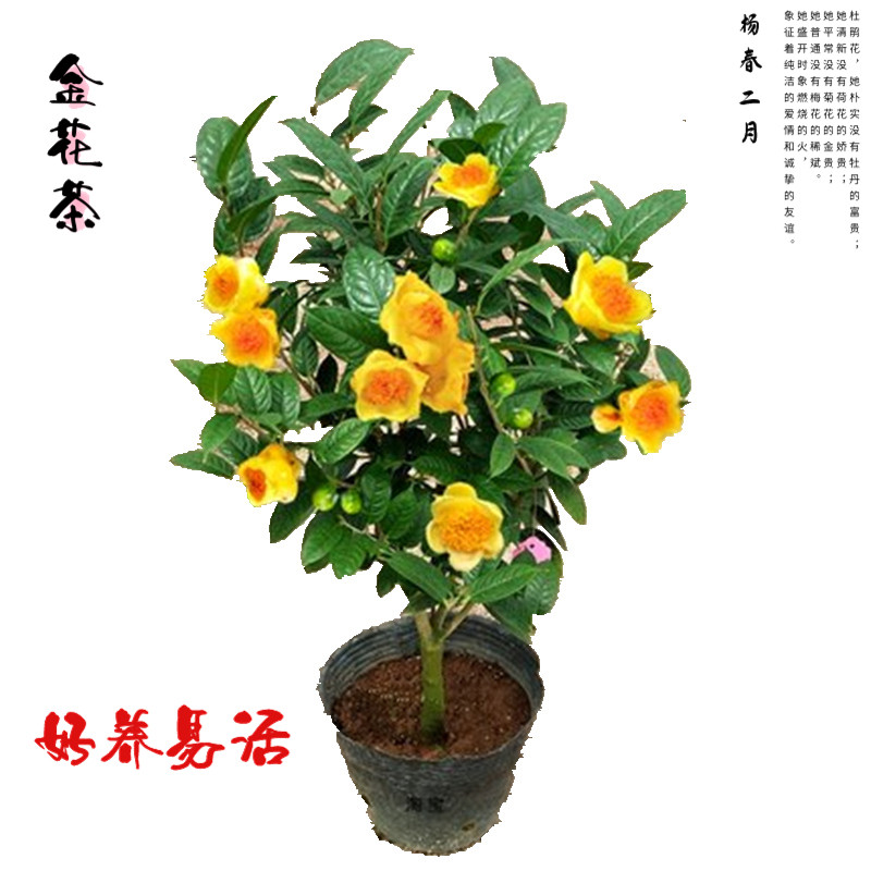 防城金花茶盆栽金黄色花室内外茶花树苗福建龙岩基地耐寒四季开花