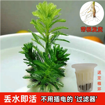 狐尾草鱼缸植物耐寒易养淡水绿植