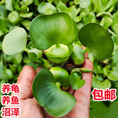 水葫芦水草浮萍鱼缸造景养乌龟虾花卉鱼池塘水生植物四季净化水质