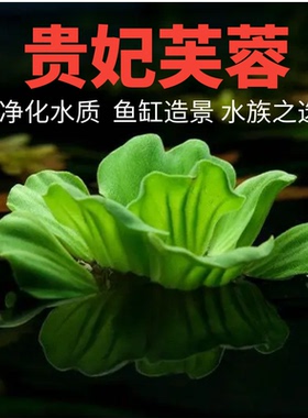 贵妃芙蓉浮萍水草净化水质鱼缸养鱼造景躲避水族造景植物绿色水草
