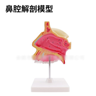 鼻腔解剖模型自然大带编码人体结构解剖模型鼻子结构组织鼻腔内部