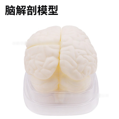 脑解剖模型33211自然大可拆卸3部件了解间脑中脑小脑脑桥延髓结构