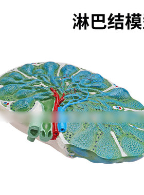 淋巴结模型3318人体淋巴放大模型讲授淋巴器官淋巴结的组织结构