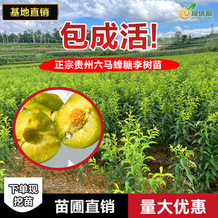 贵州六马蜂糖李子树苗老枝条嫁接李子树苗脱骨甜脆2棵起当天发货