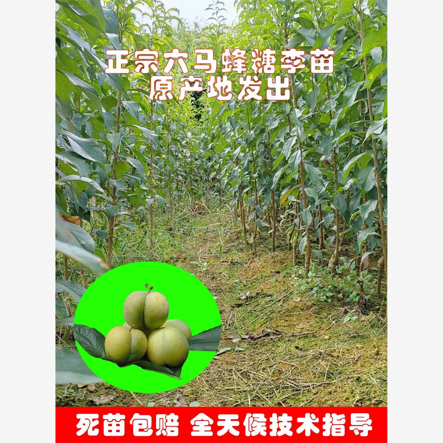 蜂糖李子树苗贵州六马原产地嫁接李苗正宗李子果树南北方种植李