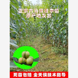 蜂糖李子树苗贵州六马原产地嫁接李苗正宗李子果树南北方种植李
