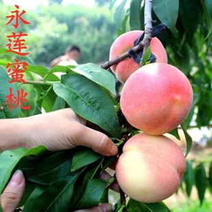 新品种永莲大蜜桃树苗1-9号果园种植嫁接桃子树苗南北栽当年结果