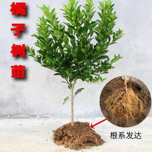 橘子树果苗盆栽室内大砂糖桔子树苗金钱桔子阳台庭院种植当年结果