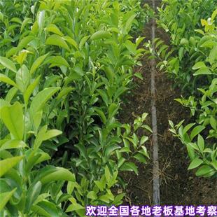 碰柑树苗雪峰椪柑嫁接椪柑苗南北方四季柑桔无核橘子树苗当年结果